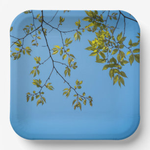 Plato De Papel beautiful branch with green and yellow leaves hug
