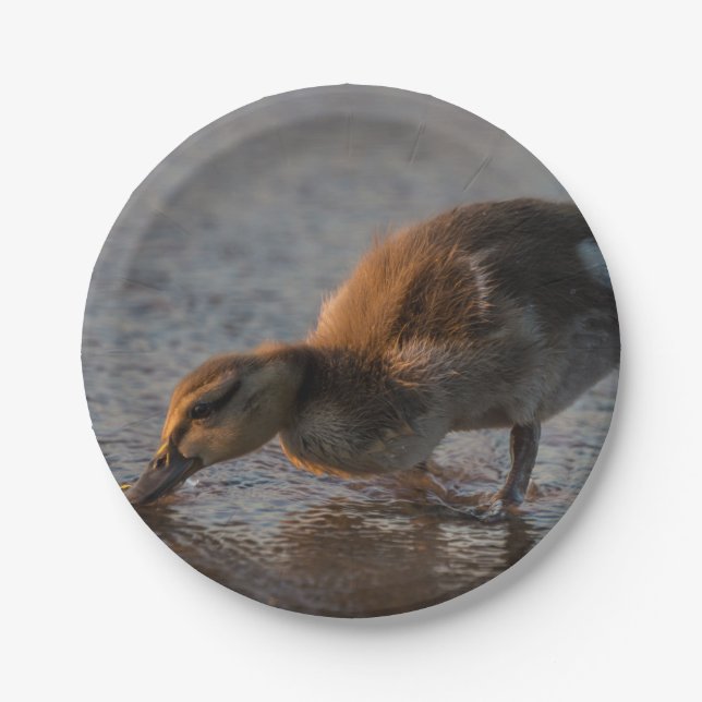 Plato De Papel Bebé sediento (Anverso)