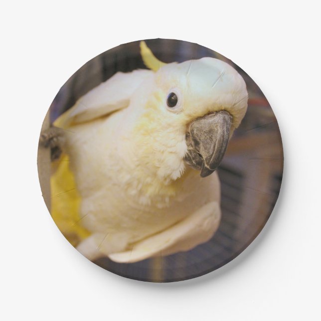 Plato De Papel Bella boy (Anverso)