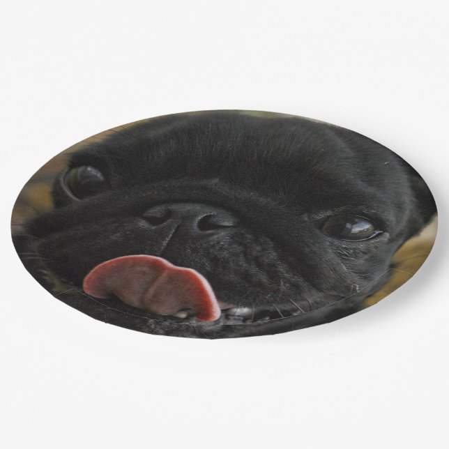 Plato De Papel black pug licking (Angular)
