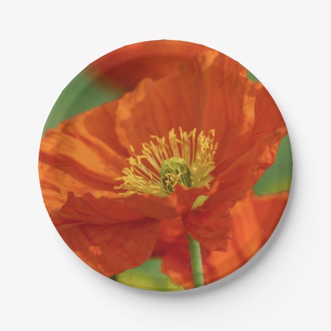 Plato De Papel Bonita amapola roja (Anverso)