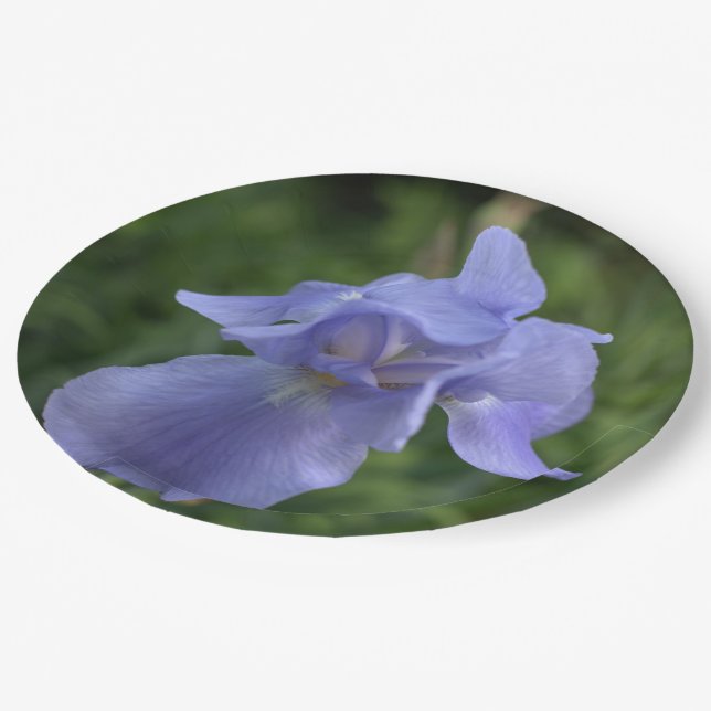 Plato De Papel Bonito Azul Periwinkle Iris Flor (Angular)