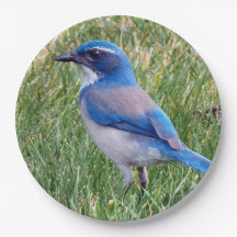 Bonito Blue Scrub Jay Bird Photo