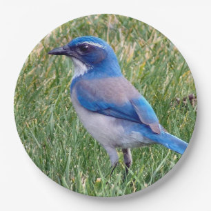 Plato De Papel Bonito Blue Scrub Jay Bird Photo