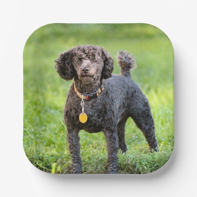 Plato De Papel BonJour (Anverso)