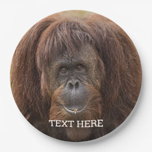 Plato De Papel Borneo Orangutan Beautiful Photography