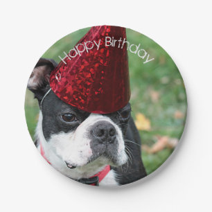 Plato De Papel Boston Terrier