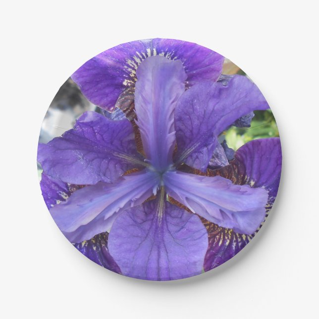 Plato De Papel Brandeis (Anverso)