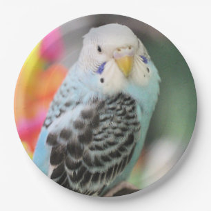 Plato De Papel Budgie