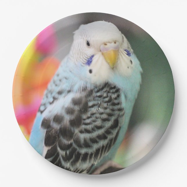 Plato De Papel Budgie (Anverso)