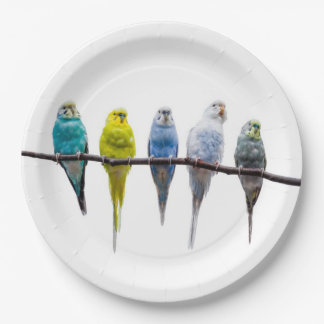 Plato De Papel Budgies