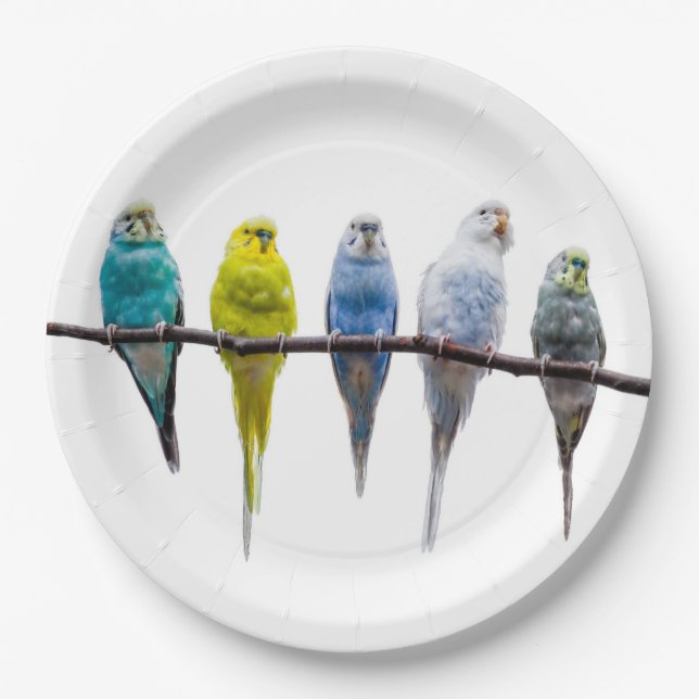 Plato De Papel Budgies (Anverso)