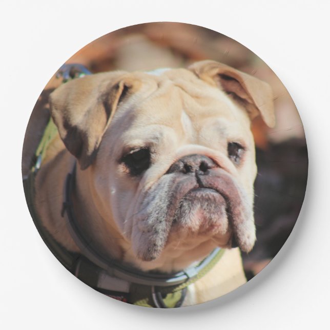 Plato De Papel Bulldog (Anverso)