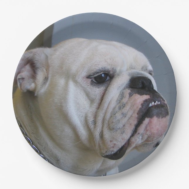 Plato De Papel bulldog blanco (Anverso)