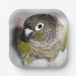 Plato De Papel Burbel