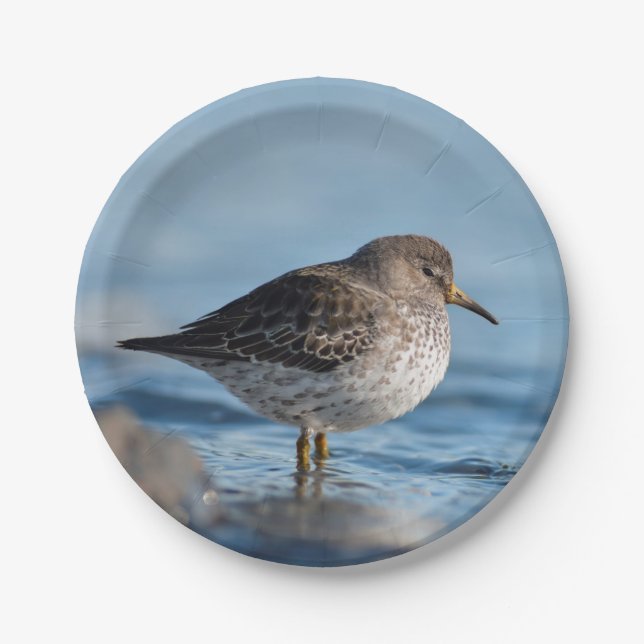 Plato De Papel Buscando Sandpiper Rock (Anverso)