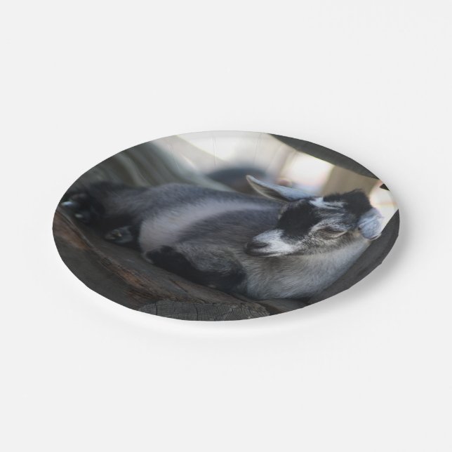 Plato De Papel Cabra (Angular)