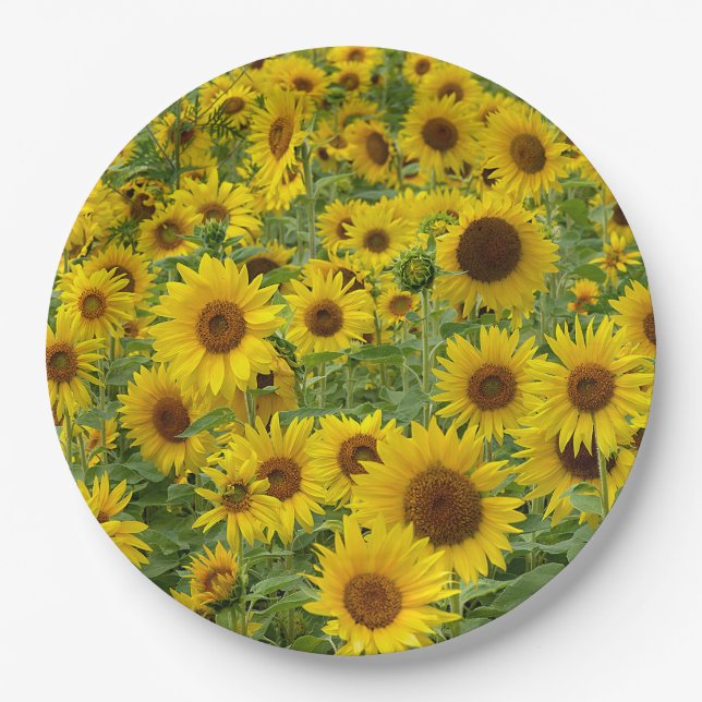 Plato De Papel Campo de girasol amarillo (Anverso)