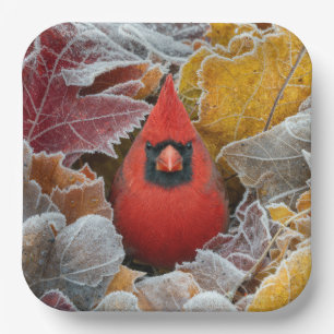 Plato De Papel Cardenal Rojo en Hojas de Otoño Heladas