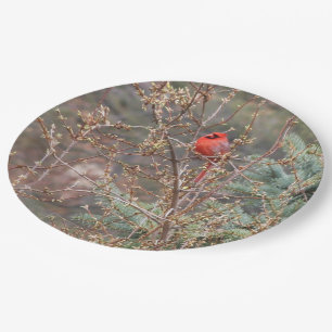 Plato De Papel Cardenal rojo masculino en Forsythia Hedge