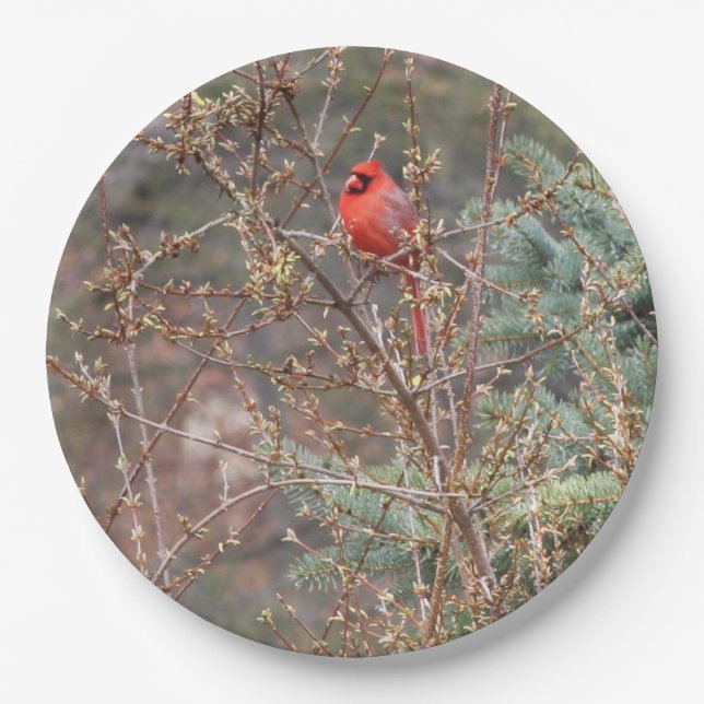 Plato De Papel Cardenal rojo masculino en Forsythia Hedge (Anverso)