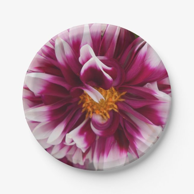 Plato De Papel Cartheuserin (Anverso)