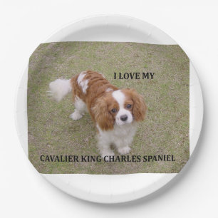 Plato De Papel Cavalier-king-charles-spaniel blenheim love w pic.