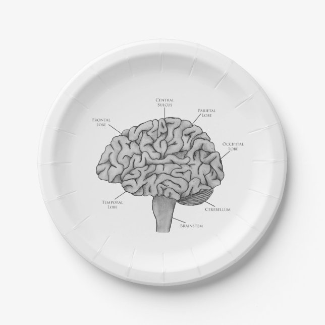 Plato De Papel Cerebro Científico (Anverso)