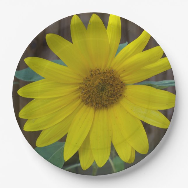 Plato De Papel Cerrar el girasol amarillo en una (Anverso)