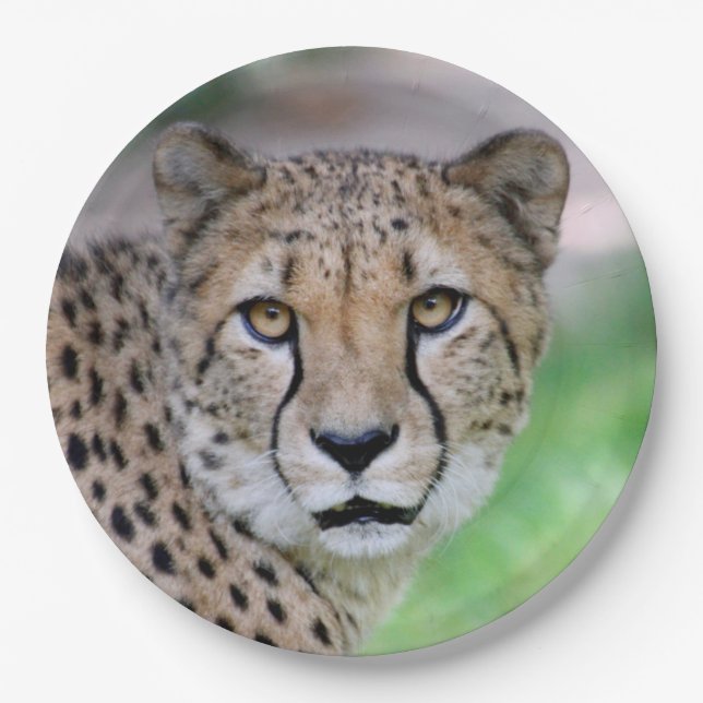Plato De Papel Cheetah 009 (Anverso)