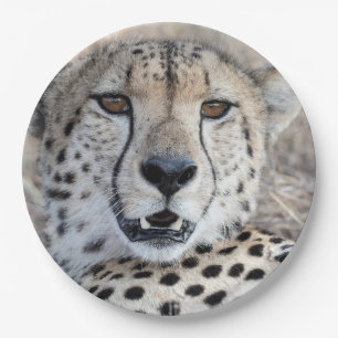 Plato De Papel Cheetah Portrait