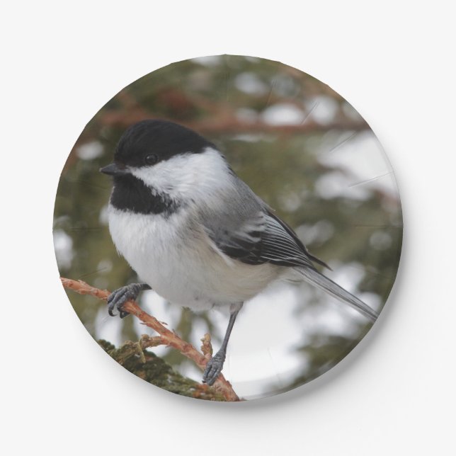 Plato De Papel Chickadee (Anverso)