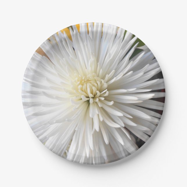 Plato De Papel Claricia (Anverso)