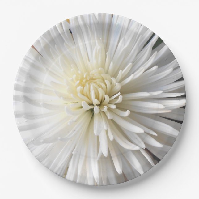 Plato De Papel Claricia (Anverso)