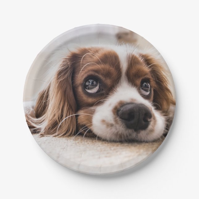 Plato De Papel Cocker Spaniel Dog de ojos tristes (Anverso)