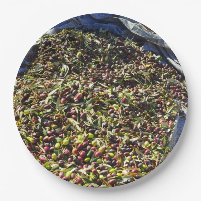 Plato De Papel Colección de olivos (Anverso)