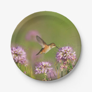 Plato De Papel Colibrí y Wildflowers