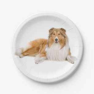 Plato De Papel Collie, amante del perro porcino