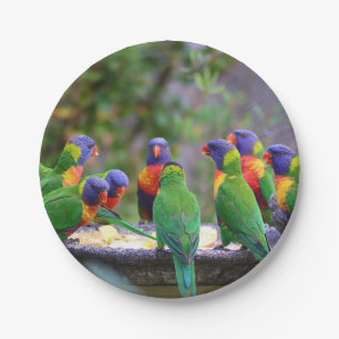 Plato De Papel Coloridos loros arcoiris comiendo