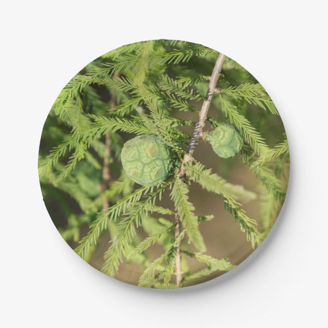 Plato De Papel Cono de Semilla de Cypress calvo (Anverso)