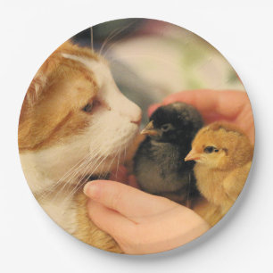 Plato De Papel Cuadros