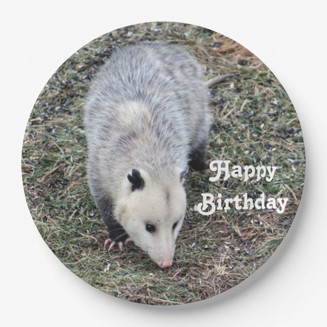 Plato De Papel Cumpleaños de la foto de Opossum (Anverso)
