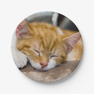 Plato De Papel Cute Kitten