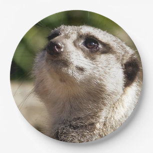PLATO DE PAPEL CUTE MEERKAT