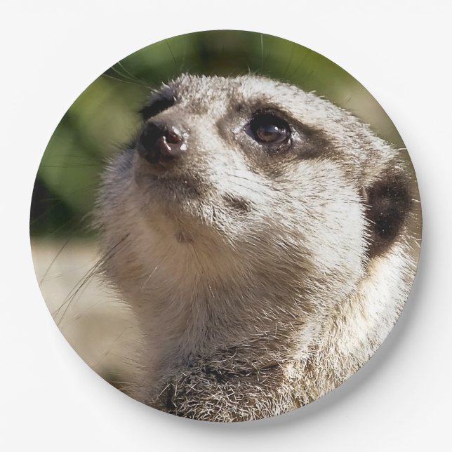 PLATO DE PAPEL CUTE MEERKAT (Anverso)