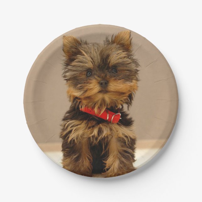 Plato De Papel Cute Yorkshire Terrier (Anverso)