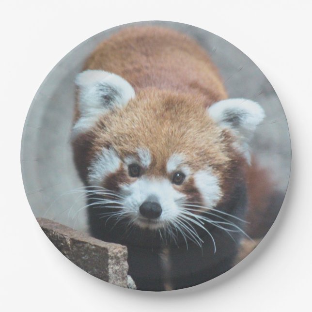 Plato De Papel Cuto (Anverso)