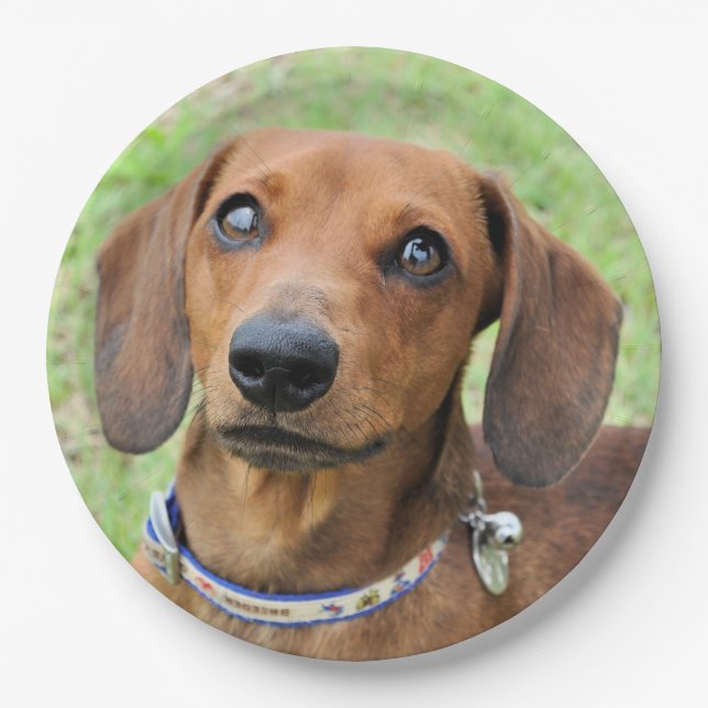 Plato De Papel Dachshund (Anverso)