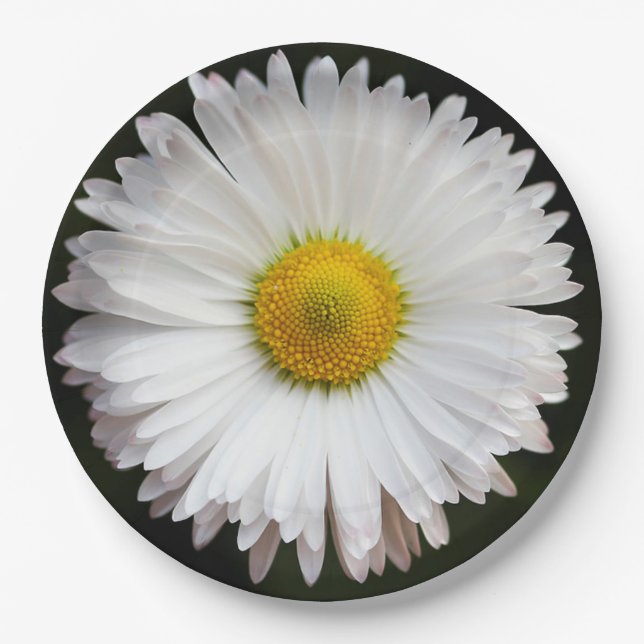 Plato De Papel Daisy (Anverso)