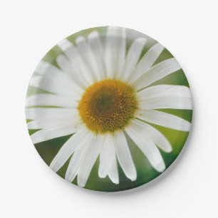 Plato De Papel Daisy de Oxeye blanco - Leucanthemum vulgare